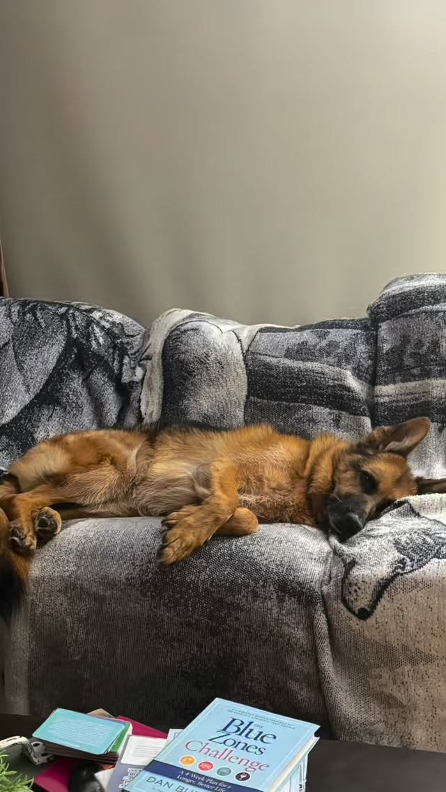 Our newest struggle 🙄 #dogsofinstagram #gsd #gsdlife #dogs #gsdrules