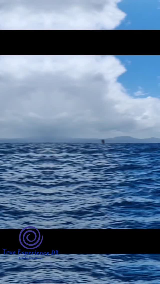 They are here, do not miss this incredible show. Embark our Andiamo boat and enjoy this unique observation.
#whales #luxuryboat #Marina #samana #dominicanrepublic