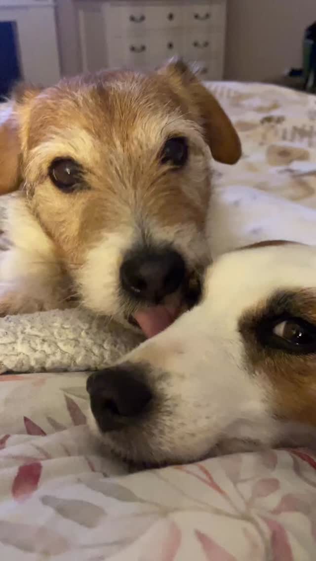 …le coccole della sera, Nyasha ed Hell Boy 🥰❤️ #jackrussell #allevamentojackrussell #cucciolijackrussell