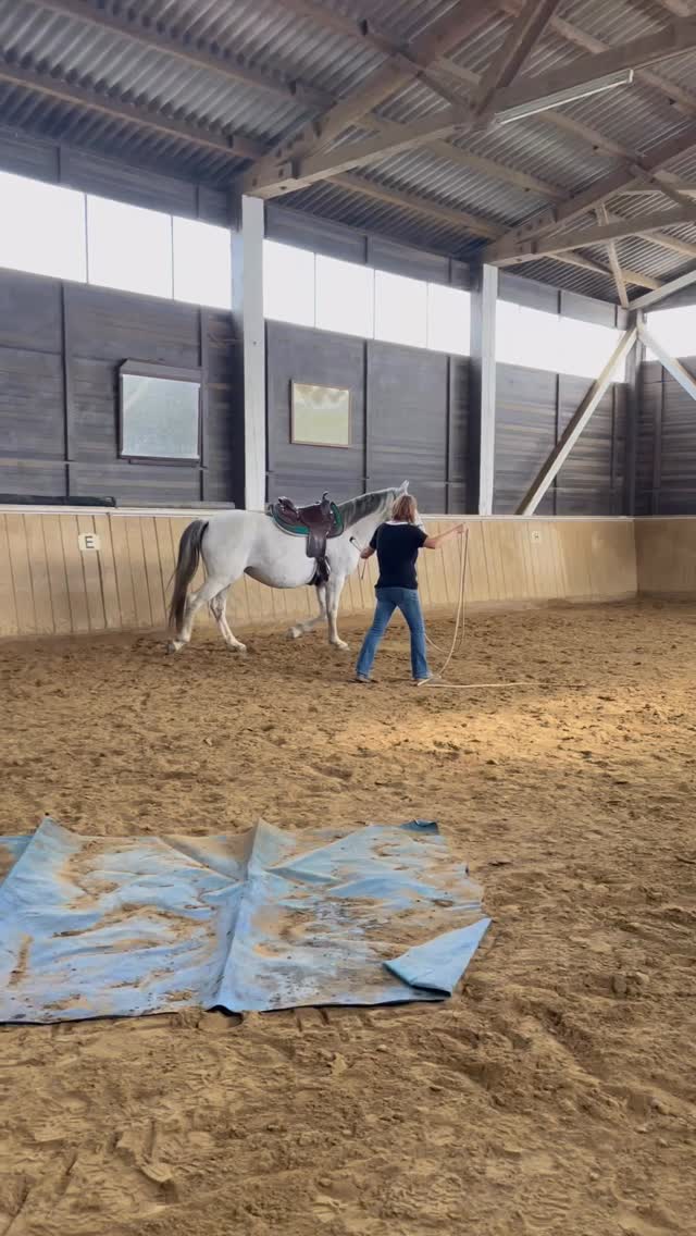 Gelassenheit wird sichtbar, wenn Vorbereitung stimmt.
Gleiches Pferd.
Nächster Schritt.
Die Kanister hängen jetzt am Pferd.
Das mache ich nur, weil die Vorbereitung stimmt.
Jetzt achte ich ganz bewusst auf:
👉 Bewegungskontrolle
👉 Reaktionskontrolle
👉 Abstand
👉 klare Einwirkung
Mein Pferd bleibt ansprechbar.
In Ruhe.
In Bewegung.
In allen Gangarten.
Desensibilisierung heißt nicht:
„Augen zu und durch.“
Sondern:
Reiz + Kontrolle + Wiederholung.
Genau das lernst du bei mir
mit der SafetyHorseMethod.
Mehr Infos findest du in meiner Bio 🐎✨
deine Anja💕
#anjaschwien