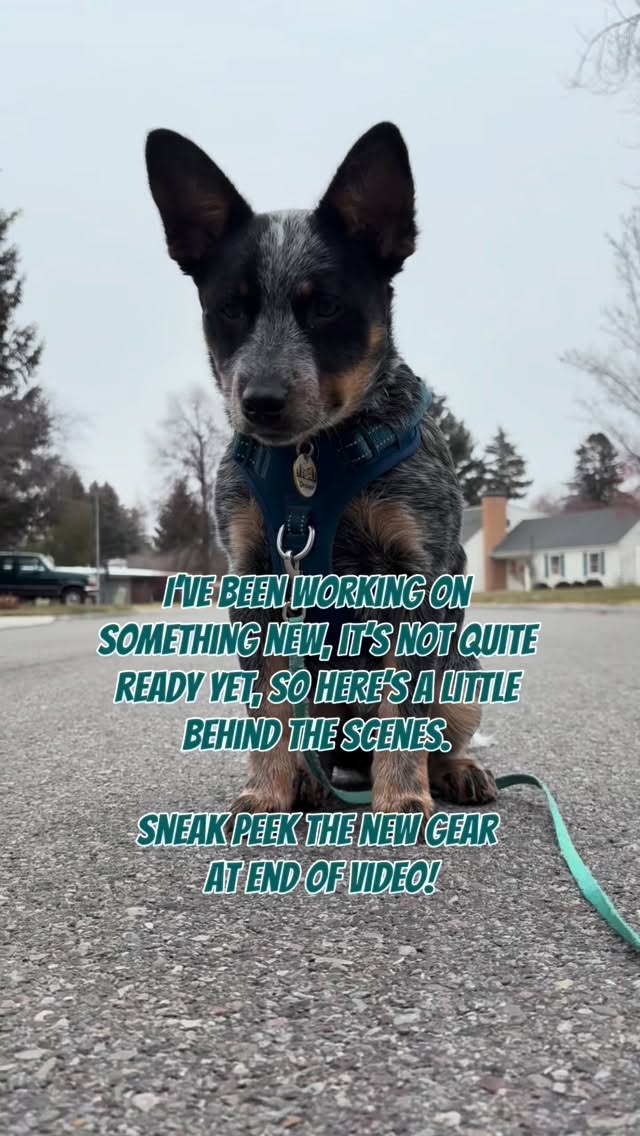 Did you see the next gear? Comment on what you think you saw below! #australiancattledogs #blueheeler #idahoartist #puppytraining