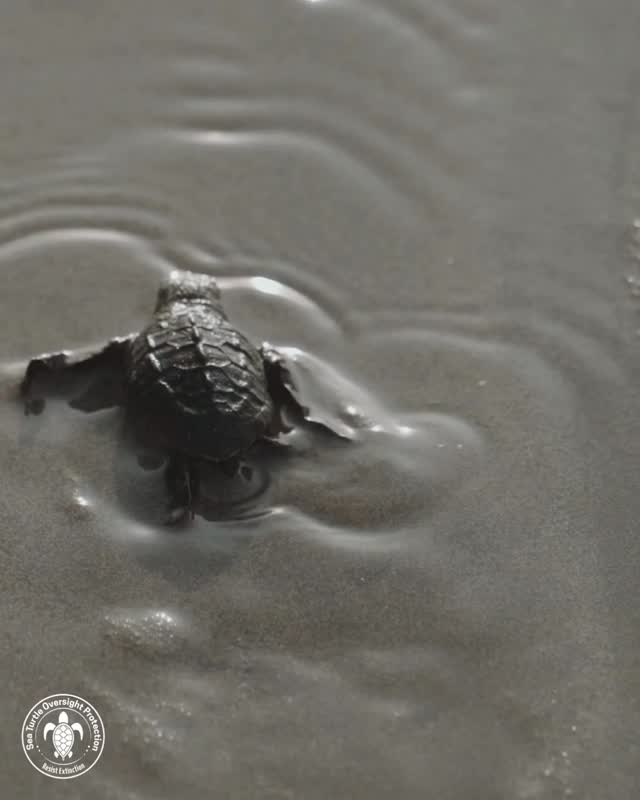 Local support makes long-term protection possible. Every donation, share, and conversation helps build a stronger foundation for sea turtle conservation and future hatchlings. Together, our community creates change that lasts. Donate or name a hatchling we rescue to support the mission. #CommunityImpact #ConservationSupport #SeaTurtleLove