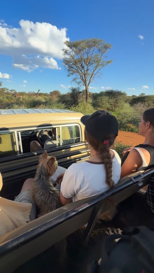 Going on the game drives in Namibia is and experience of liftime. Ibenstein is 8000ha farm which has big variety of wildlife 🦒
#safarinamibia
#namibianlodge
#safaridrivenamibia
#gamedrivesightings
#gamedrivenamibia