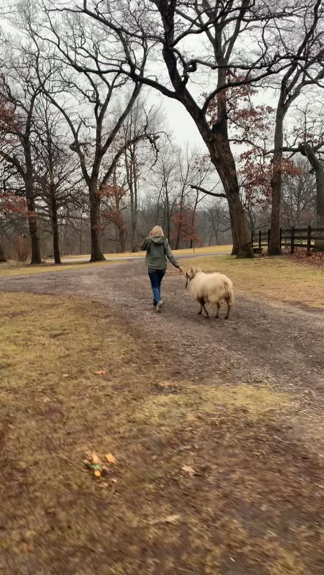 Many of you know that my youngest left for school this year so after over a decade of having many helpers to lean on, that 2nd pair of hands that not only makes the task easier, but more fun, I’m learning to do a lot more by myself. Despite everyone making an effort when they’re back, or not traveling for work, there are just days when I sit & ponder, ‘how in the world am I going to do that???’
Jefferson isn’t an easy sheep. Besides being enormous, he’s pretty peevish (not to worry, Jefferson is my teaser ram so those genetics will not be passed down) Many of my rams let me tie them & trim their feet like horses, but not Jefferson 🫤
I select diligently for hard, dark, slow growing feet. In the past I had a shearer who trimmed so I tried to select for sheep that did fine with trimming every fall & spring. My current shearer will trim, but it’s pricey, so I’ve shifted to doing all the hoof care.
It’s been good in giving me triple the insight into the quality (or lack thereof) of some feet, but trimming Jefferson was weighing on me. You know those tasks that make you sigh… so I decided to try the Premier 1 deck chair. I’m really glad I did! With only one person, I won’t lie -it’s a tad challenging & you can see by my trimming position that it took every bit of my body weight to accomplish it, BUT no shepherdess or ram was injured in the process & his feet were well trimmed!
Perseverance, resourcefulness & ingenuity for the win! & I can’t lie, the picture of Jefferson’s face & his leg lying on my back… 😂 priceless! Every now and again, you need the win with a grumpy ram.
Where there’s a will, there’s a way. I hope someone hears this that needs it. The wind feels like -27 all day today, it’s just brutal, so I personally needed it! A small reminder that we can push through, & figure out, far more than we think we can ♥️ Stay warm & safe (& capable) out there! @premier1supplies
#icelandicsheep #rams #ram #sheep #sheepofinstagram #sheepoftheday #shepherdess #homesteadliving #homestead #homesteading #wool #homesteadlife