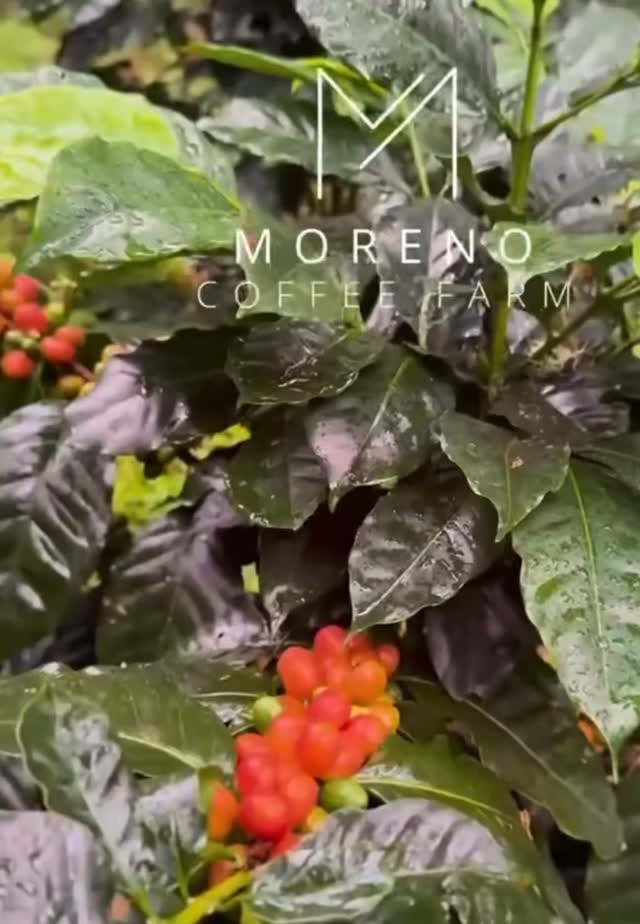 I love tracing a cup back to its mountain home in Chiriquí, Panama. The elevation and tight microclimates concentrate sugars and acids in the cherry, creating bright acidity, floral aromatics, and layered sweetness. Those altitude-driven compounds are fragile — roast them too long and the nuance disappears. That’s why we roast small batches in McKinney: quick, precise profiles that preserve the floral notes, citric brightness, and syrupy finish Chiriquí is known for. Want a cup that tastes like place, not just technique? Try a fresh roast and taste the altitude. ☕️🌄. #SpecialtyCoffee #McKinneyRoasts #SingleOrigin #CoffeeScience