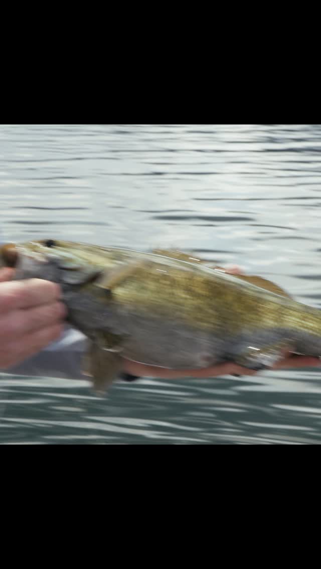NEW EPISODE PREMIERE — Osoyoos Bass 🔥
Mike switches gears and heads to Osoyoos Lake for some early-season bass action — and this one delivers. Joined by @scottmcgilloutdoors of @rapalacanada - the crew dives into one of Canada’s most unique warm-water fisheries.
From aggressive largemouth bites to dialed-in tactics, this episode highlights why Osoyoos is a bass destination unlike anywhere else in BC — and why Rapala gear continues to get it done when it counts.
Big bites
Desert lake vibes
Proven bass tactics
📺 Tune in all weekend long -
PST Air Times:
@sportsmancanada
Friday 10AM
Saturday 2PM
Sunday 11:30AM
@worldfishingnetwork
Friday 6PM
Saturday 1PM & 3PM
CHEKtv
Sunday 6:30AM & 12PM
- check the link in our bio to find where else and when to watch.
You won’t want to miss this one.