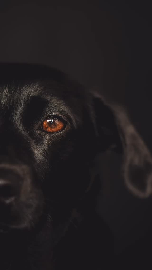 Eleganz in jeder Bewegung.
Ida – still, stark, voller Ausdruck.
Manchmal sagt ein Blick mehr als tausend Worte.
🖤 Fine Art Hundefotografie
📍 Brandenburg
📩 Anfragen per DM
#finearthundefotografie #hundeportrait #ida #carloquastfotografie #brandenburg