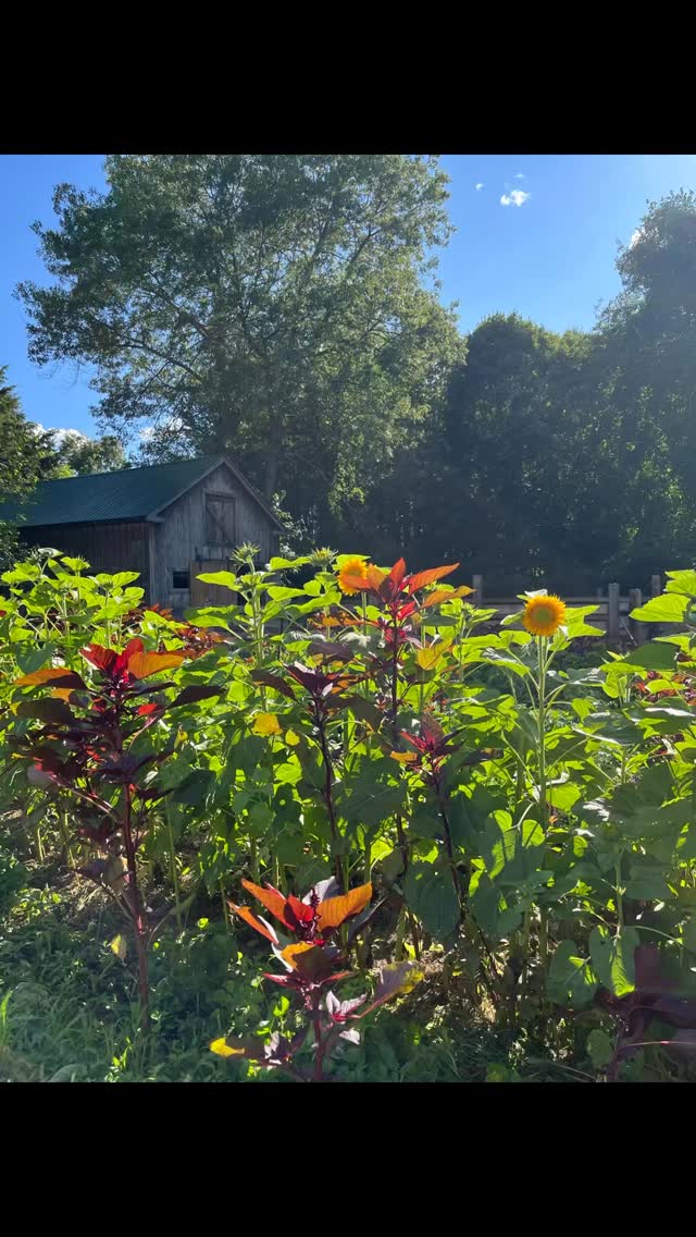 2025 part 4!
When it was slightly warmer than it is today 😬
And the gardens were in abundance!