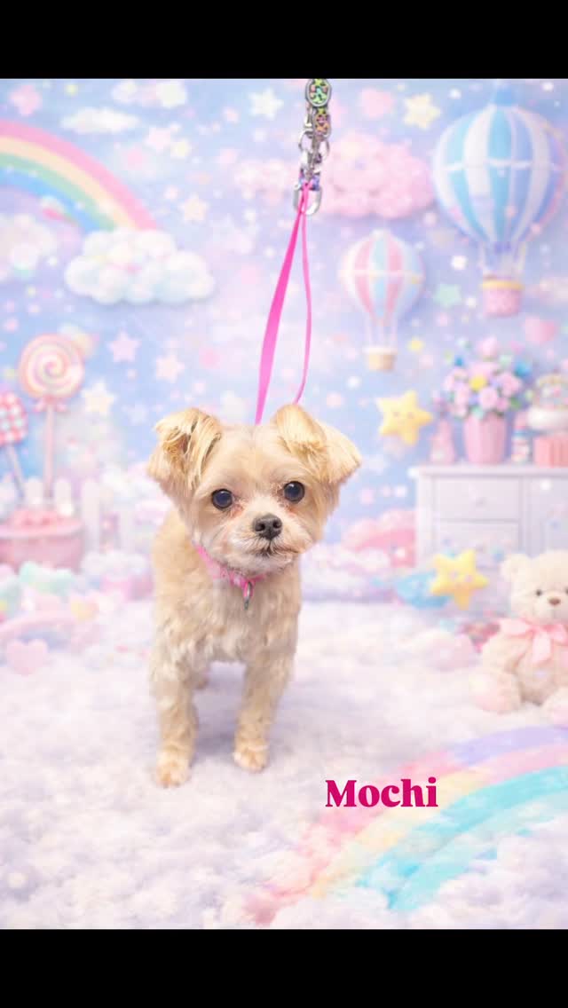 Mochi , my beautiful grooming baby after her groom looking so cute !🥰