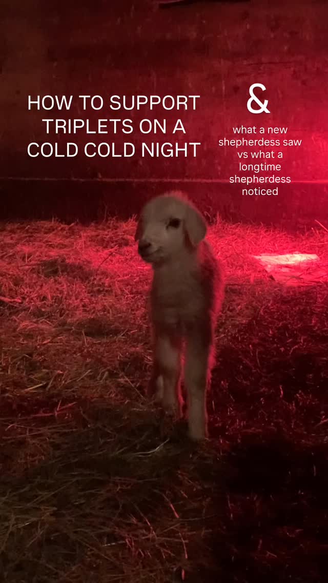 I often help a neighbor, & dear friend, with her flock. Last year was her first lambing. She had no previous experience with sheep.
When she called me to come see her triplets, it was below freezing, & I was so proud of the person who had gone from distraught & overwhelmed only a year ago, to calm & competent. She’d done everything right. They were alive & warm. The ewe was cared for. It was beautiful. A scene I love. Shepherdess, ewe & lambs in the straw together, but she’d called me because something didn’t feel ‘quite right’.
This is what I saw.
* I heard them before I saw them. A loud lamb is often a hungry lamb.
* The mother was what I call ‘soft rejecting’ them. No aggression, also no over-excited twirling, just more of a slow, turn away.
* There were definitely two she liked better.
* The mother was dull, moving stiffly.
* The least liked lamb was anxious to suck on my finger. For a 6-8 hour old lamb that’s unusual.
I gently caught the ewe. Once I held her still, the triplets drank & drank. The mother wasn’t thrilled, but she didn’t fight me. Her udder was fine. She had plenty of milk.
Once they were done, I watched the mother. She had eaten, drank, nursed the lambs in the past 6 hours since labor (which she accomplished alone) but the lambs were hungry.
My friend told me she’d seen the placenta, but you never really know what happens in an unattended birth- especially with good-sized triplets.
I asked her for a thermometer & assured her she hadn’t missed anything obvious. The placenta was there & the ewe was eating/drinking, but her temp was 104.9. That’s indicative of a problem. The hope was that we could resolve it ourselves.
She didn’t have any odd discharge, but my guess was that she’d sustained an internal injury during lambing. We gave her an antibiotic- to ward off infection & hopefully bring her temp down- & raspberry tea to hopefully support the uterus & flush anything out.
The next morning the ewe’s temp dropped, there was some bloody discharge, she had a big appetite, & most importantly she was now in love with her lambs.
#sheep #homesteadliving #katahdinsheep #homesteadlife #shepherdess #lambs #lambsofinstagram