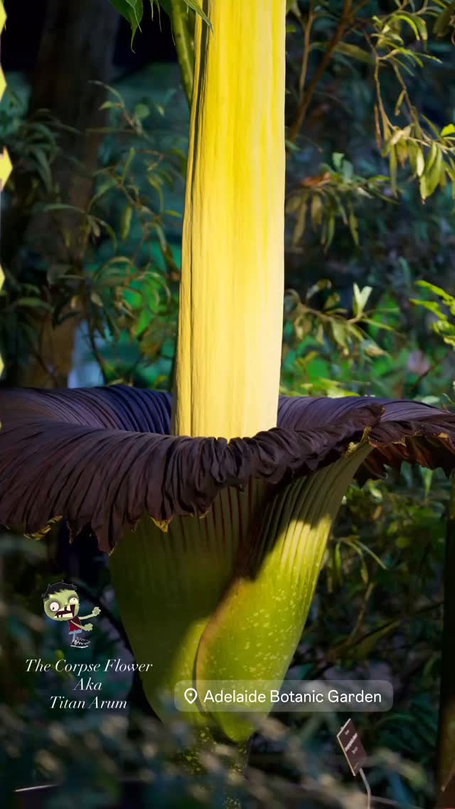 Meet Smellanie, Bunga Bangkai (Indonesian for Corpse Flower) Botanical name Amorphophallus Titanum or Titan Arum thanks to Sir David Attenborough for shortening it. It’s native to and endangered in Sumatra with only around 1000 plants left in the wild! Flowering in the @botanicgardenssa get there quick this happens once every 7-10 years!
#corpseflower #titanarum #adelaide #botanic