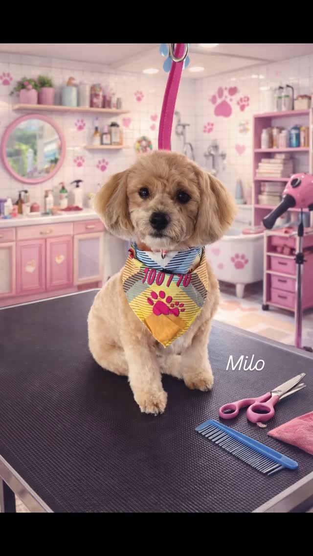 Milo after his groom 🥰🐶