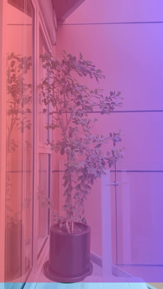 Activate Kundalini Energy 🔥 using the Bliss Technique developed by John Mckenna!! This method taps into the #kundalini energy inside us, and moves it 🆙 into our pineal gland using the mula bhanda squeeze, for a feeling that makes you feel #high 🤯! #breathwork #healing #yoga