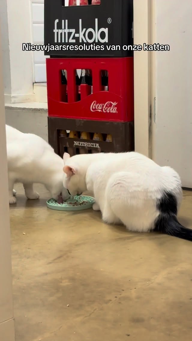 Onze katten hebben hun goede voornemens al klaar
en eerlijk? Het draait vooral om Renske eten 😼✨
Wil jouw kat ook zijn nieuwjaarsdoelen halen?
Je kunt @renskenaturalpetfood kopen op hun website of bij ons in het café 🐾💛