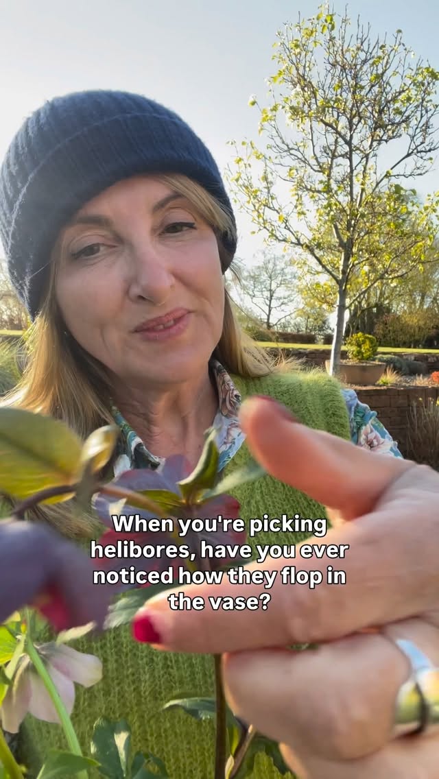 This is my flower farmer florist top tip! Hellebores can flop if they are cut before the seed pods have formed but scoring the stems in this way helps them to fully hydrate. I’m sharing lots of tips for sowing, growing and conditioning flowers so if you’ve read all the way to here - thanks! 🤩 Lisa 🌸