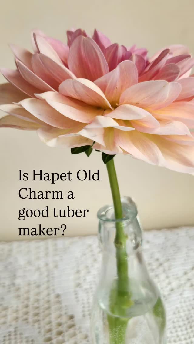 🌱 One cutting.
🥔 One solid tuber.
🙌 Four new plants.
🥂 We’ll take that.
#hapetoldcharmdahlia #hapetoldcharm #dahliasuk