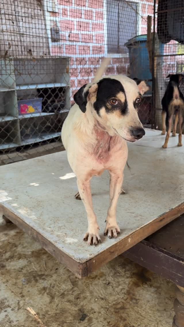 Not as innocent as he may first look! 😇 😈
Tank may be in his time-out crate if you come and visit as he believes he owns and runs ARC and can do as he pleases.
#animalrescue #animalshelter #dogsofinstagram #adoptdontshop #naughtydog