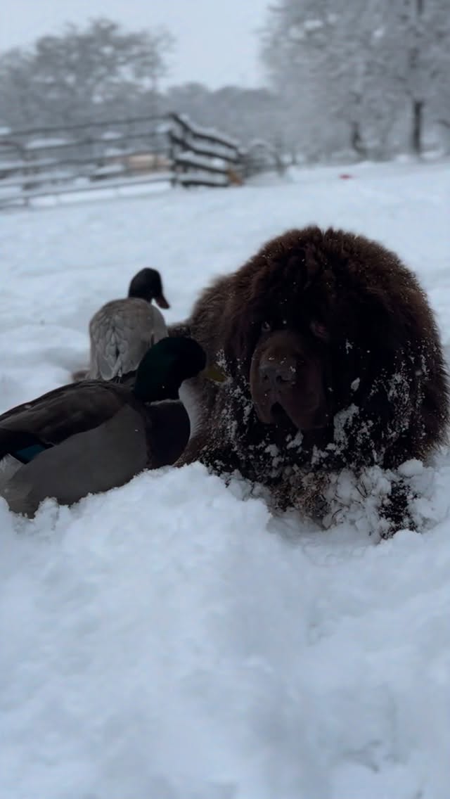 How we feel about the cold vs what Sven feels. 😉
#newfoundland #duck #dog #bestfriends #snow #winter