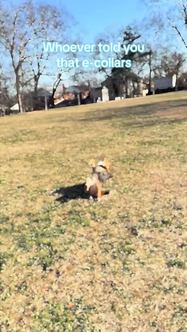 Shoutout to my favorite training tool 🙌👏
BEFORE ANYONE TRIES TO FIGHT ME IN MY COMMENTS…
-e-collars CAN be used incorrectly
-they alone WONT solve behavioral issues
-there are some 💩 brands/models
-my dog f***ing loves his e-collar adventures
There’s a heck ton of misinformation and gaslighting when it comes to using an e-collar/shock collar, but that’s all it is. Trainers and owners who use e-collars correctly and intentionally know that fear of this tool simply comes from a lack of education on how to use it. I’d even go so far as to say this tool may save more lives than any other tool out there, including behavioral medication 🫣🫢
This page focuses the education of modern balanced training. Please keep misinformation out of the comments!
#balancedtraining #ecollar #dogtraining