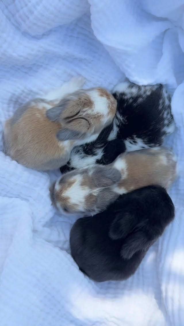 Baby Holland Lops🖤 Rosie and Bruni’s first litter, and we are excited! We have one solid black, one broken black, and two broken torts (I’m especially excited for these two!). These babies are Bruni’s minis for sure🥹
Visit our website www.hollandlopshawaii.com for more info🤍
#hollandlop #hawaii #oahu #luckywelivehawaii #hollandlopbreeder