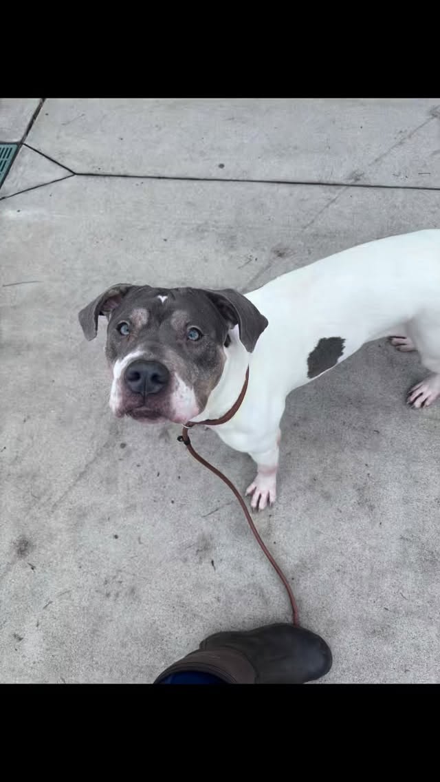 I went to @bridgeportctanimalshelter the other week and met this perfect girl. I’m hoping sharing her will help her find her person or rescue. Bridgeport dos their best but as a state facility without volunteers, her options are limited. She deserves better. She’s dog friendly
With both males and females and is the perfect sensitive soul- very responsive and human oriented. She’s probably about 3-5 and still needs to be spayed but please share her so she can get some traction!
#shelterdog #adoptable