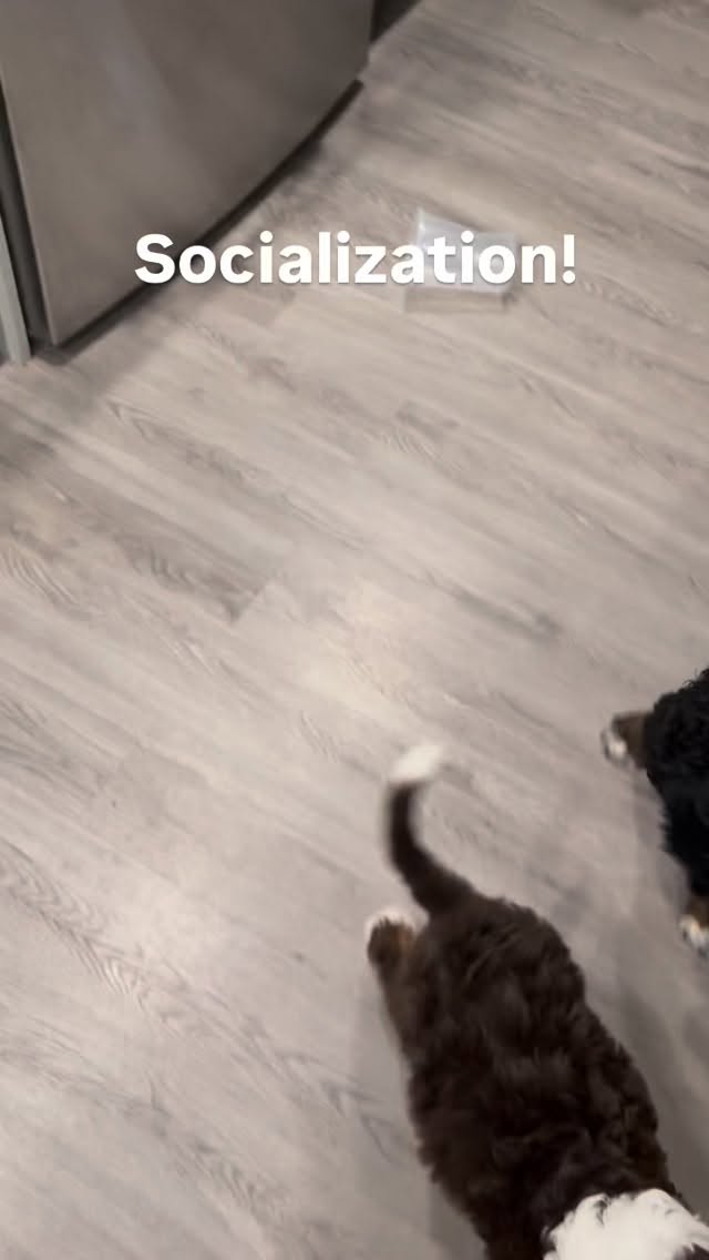 This is socialization! The term is terrible at describing what dog socialization actually is.
Socialization is: introducing pups to new experiences (sights, sounds, substrates, etc.) in a way that they feel safe. Allow lots of space for pup to move at their own pace and check in with you often. Don’t force!
Socialization is not: introducing your pup to lots of dogs, people, kids, etc. While this is part of socialization, pup should be able to observe the world without interacting with every dog and person they meet.
#dogtraining, #dogsocialisation