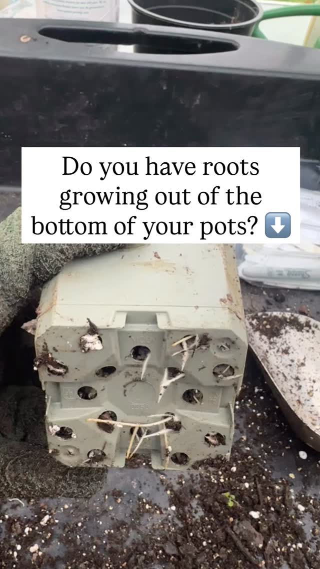 Remember those autumn cuttings?
Well it may be time to pot them on!
Hereās how šš» #gardening #potting #gardenjobs