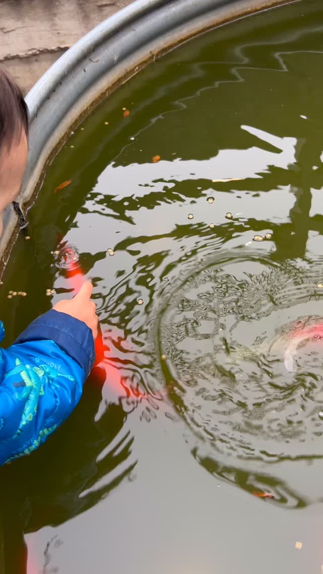 Feeding the fish before the big freeze! Last time we had a huge freeze the entire top layer of the stock tank froze over. The fish miraculously survived and were back to normal in a few days