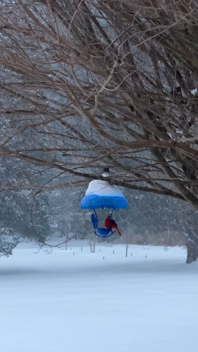 Woke up to this bright, little cardinal against the snowy, white terrain. The birds are probably telling us to stay put. So, all three of our locations will be closed today. Get the kettle going, snuggle up and watch a classic movie you’ve seen a hundred times, or bundle up and venture out to enjoy the snow while it’s still fresh! ☃️ The Greek word of the day is PAPLOMA (duvet), stay warm today! 💙🧿