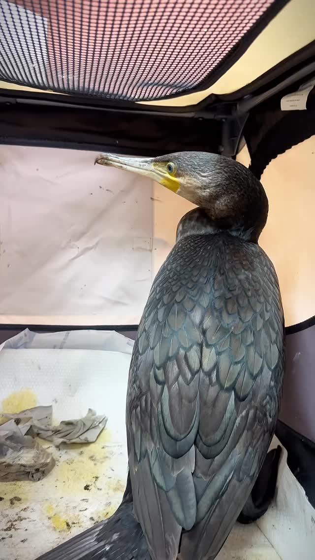 Kormoran, nicht Komodowaran!