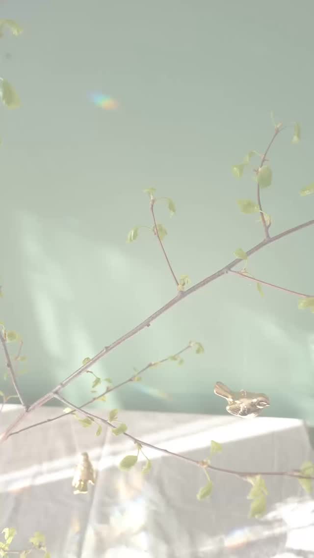 Some Emobeans are getting all packed and ready to go to their new homes!
@greenheartwellbeing.earth will see you at the @thenaturefair tomorrow (Sunday 25th) @thenatureescapes - there are so many wonderful workshops and vendors there. Not to mention, a forest to spend the day in 🌳
#wellbeingeducation #greenheartwellbeing #positivepsychology #wellbeingineducation #positiveeducation #emotionalliteracy #wellbeinginschools