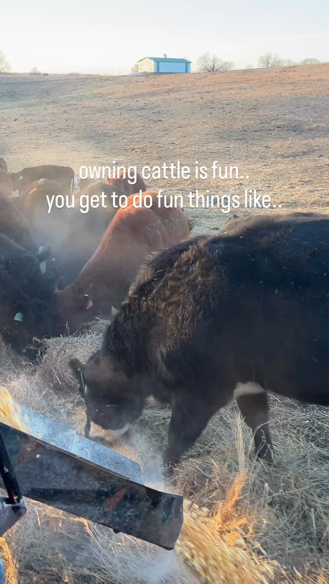 people: you must love the peace of farm life
the cattle at 3am: hold my beer…
#ranchlife #farmlife #cattle #loghrycattleco