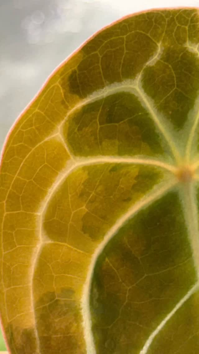 Haven’t been paying attention to this guy. Just look at him today, Forgetii Variegated.
No sinus, completely round 😂
Thank you @foliaflora for procuring this bb for me.
#plantsmakepeoplehappy #anthuriumforgetiivariegated #anthuriumaddict #plantfriends #roundleaf #nosinus #plantdayeveryday #plantsarelife🍋☀️🌱🥝🌎