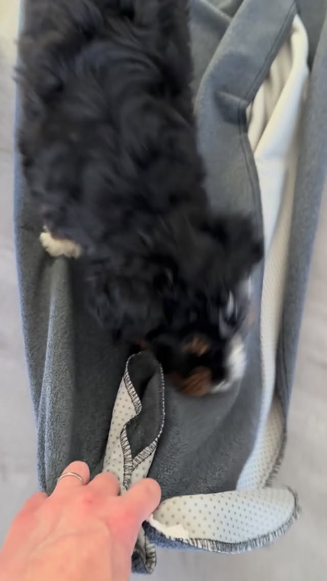 Fun with babies! This is a great exercise to help prepare babies for bigger movements like cars and boats. Plus it’s super fun! 😁
#dogtraining, #cutepuppy