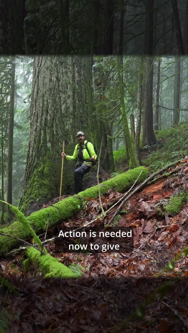 Please take action! Please click the linktree in our bio for two important actions to protect our legacy forest! It’ll only take two minutes of your time and will have a really big impact!
Much of DNR’s funding still comes from logging, which often means cutting some of the rarest and most valuable forests left. These forests provide critical public benefits—clean water, flood protection, salmon habitat, wildfire moderation, and long-term carbon storage—that are permanently lost once logged. HB 2170 creates a way to support public services without destroying irreplaceable ecosystems.
By conserving older forests and improving forest management by using funds from carbon markets, DNR can reduce emissions, protect watersheds, and generate stable revenue aligned with today’s climate and community service funding needs. As steward of nearly 6 million acres of state land, DNR has a unique opportunity to lead in climate-smart forest management that supports both rural communities and future generations.
There’s been a lot of misinformation claiming that protecting older state forests and expanding ecosystem services will “shut down forestry” or harm rural communities. That framing creates a false choice. Washington’s trust lands are already largely managed as short-rotation tree plantations. While this generates timber revenue, it also degrades soils, destabilizes watersheds, increases flood and wildfire risk, and reduces long-term forest productivity—costs that rural communities bear first through damaged infrastructure, water systems, and higher public expenses.
HB 2170 does not eliminate logging or public revenue. It allows the Department of Natural Resources to diversify income by generating revenue from ecosystem services—like carbon storage—on a small portion of high-value forests, while ecological forestry continues elsewhere. This reduces reliance on boom-and-bust timber markets and protects forests that provide critical benefits such as clean water, flood control, climate resilience, and long-term productivity.