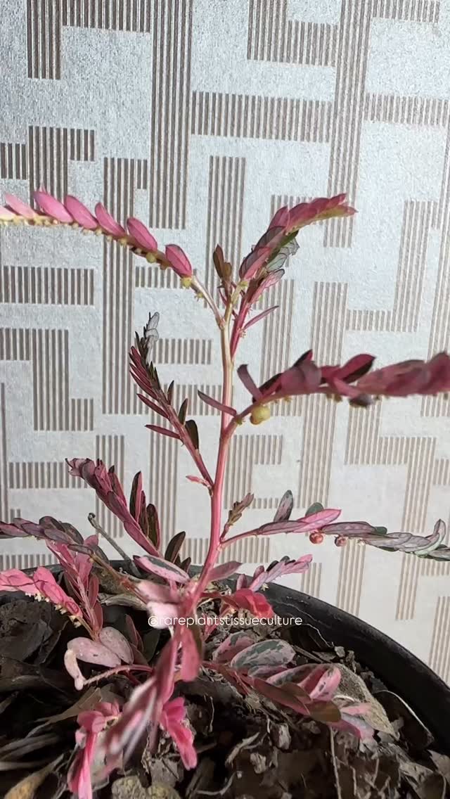 Phyllanthus Urinaria here busy giving out seed bombs at the bottom of their leaves. They’re quick growers and are always shy and blushing. Such a perfect Valentine’s plant💘
Specimen plants and wholesale potted plants are now available in our shop with prices listed at our website www.rareplantstissueculture.com/wholesale-potted-plants
#phyllanthusurinariapinkvariegated #phyllanthusurinariavariegated #pinkplants