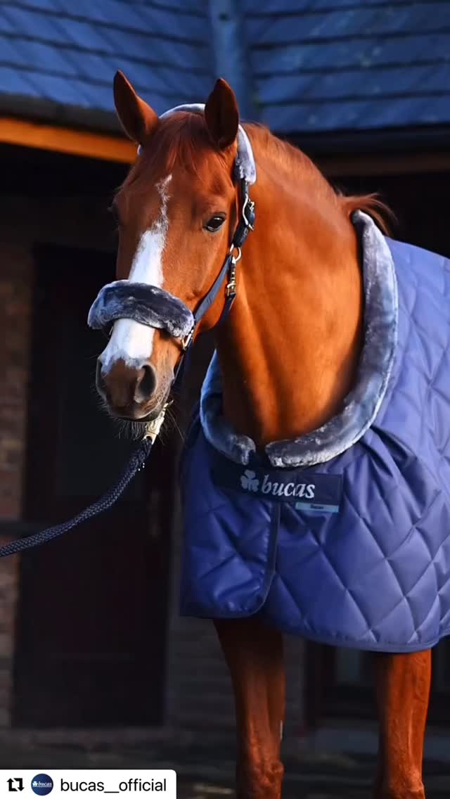 Let‘s get cosy 💙❄️
Repost @bucas__official
#showline #bucas #stalldecke #halfter pferd