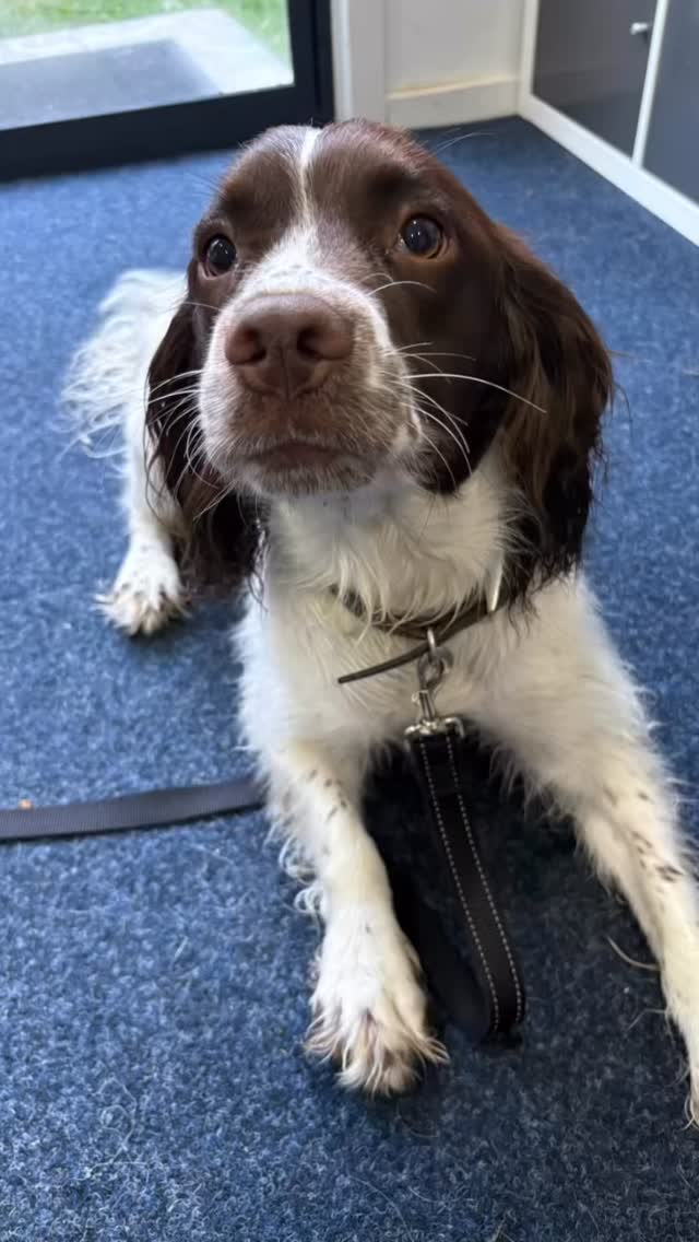Miggy is full of energy, so the hardest part of his post-surgical recovery has been keeping him contained while he heals.
His progress is amazing, great dog, amazing owner!
#caninehydrotherapy #petrehab #dogrehab #kilsyth