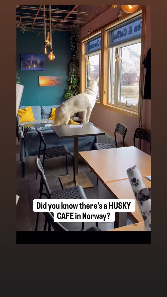 Even more proof that Norway is light years ahead of us. ☕️🐾🐶
#huskycafe #coffeeshopsoftheworld #huskiesofinstagram #svalbard #bucketlist