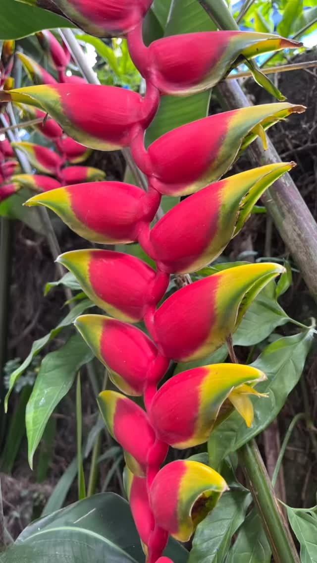 In my point of view, a good recipe for life quality in cities is the balance between nature and culture ( being culture everything that we as humans modify in nature according to our knowledge and will). This is why São Paulo is turning into a meaningful study case, it moves looking for equilibrium! Every place has qualities and difficulties- Fourth Nature seeks first of all seeing the qualities and then enhancing them. The difficulties are most of the time where we do not allow nature to coexist with us in the urban space at it’s best.
.
Congratulations for your 472 years, São Paulo!
.
.
Do meu ponto de vista, a qualidade de vida nas cidades esta diretamente relacionada com o equilíbrio entre Natureza e cultura (sendo cultura tudo o que nós alteramos na natureza seguindo nosso conhecimento e vontade). Por isto São Paulo está se tornando um importante estudo de caso, visto que todos os lugares detém qualidades e dificuldades. A Quarta Natureza busca sempre primeiramente identificar as qualidades e reforçá-las , pois as dificuldades emergem quando não permitimos que a Natureza coexista conosco na sua forma plena.
.
Parabens São Paulo pelos seus 472 anos hoje!
.
.
.
Brazil is amazing 💚
São Paulo | Jan 2026