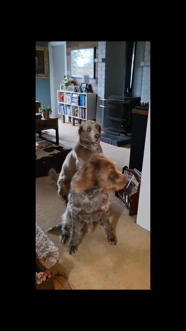 Anyone else's dogs get vocal about walkies?
Bodhi & Mo were excited about hitting the forest for a run and a swim on this rainy Saturday morning.
#tapanui #longhairedweimaraner #germanwirehairedpointer #dogslife #dogsofinstagram @dogs_of_newzealand