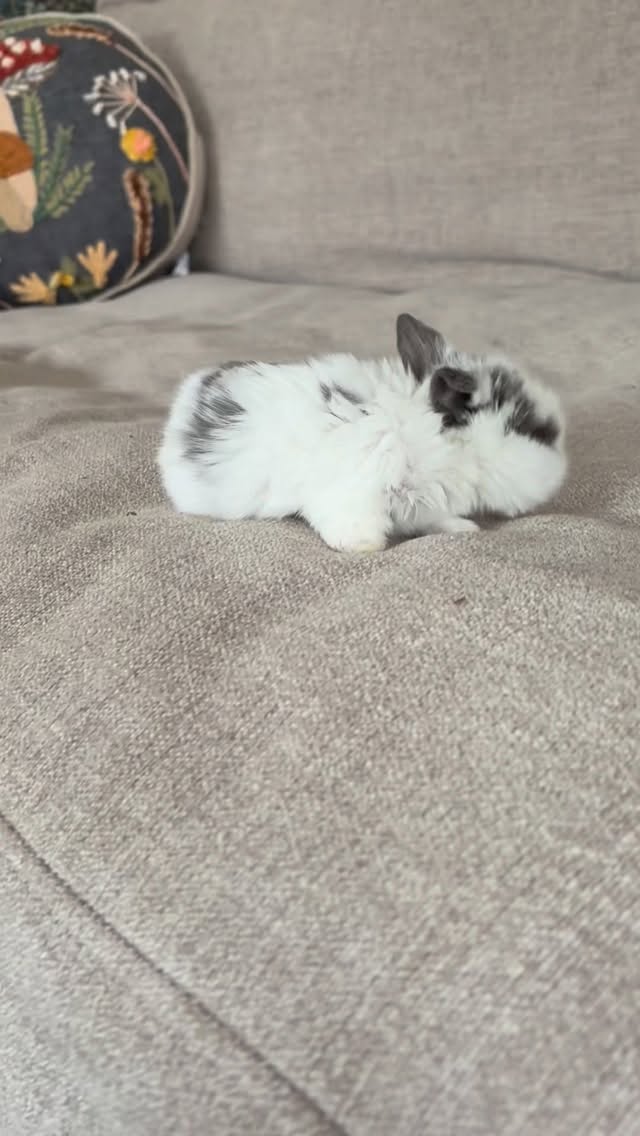 Everyone else found their people… now it’s Hopper & Thumper’s turn 🐇✨ These sweet boys are still available and ready to be someone’s best little buddies!