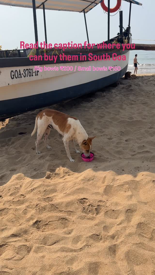A small bowl. A big difference. 🐾
This time of year, the dogs (and cats) on our beaches are mostly fed from scraps by tourists and restaurants, but much of that food is salty.
What they don’t have access to is clean drinking water.
And in this heat, that can mean the difference between comfort and heat stroke. ☀️💧
Carrying a collapsible water bowl is one of the simplest ways you can help.
Fill it up, place it down, and you could literally save a life.
🟡 Prices:
• ₹200 – Large bowl
• ₹150 – Small bowl
🟡 All profits go directly to us at ARC – the local animal rescue centre in South Goa 🐶🐱
🟡 Available at:
📍 ARC
📍 @wisdomwaresbhakti / @bhaktikutir - Colomb
📍 @nest_palolem - Palolem
📍 @artresortgoa – Palolem
📍 @bigfishresortpalolem - Palolem
📍 @jaali.jaali – Patnem
📍 @vidushiscowcorner – Patnem
📍 @rendezvouspatnem – Patnem
Slip one into your bag.
Share your water.
Be the reason a beach dog gets through the day. 🤍
#animalrescue #BeachDogsOfGoa #animalshelter #KindnessMatters #SouthGoa