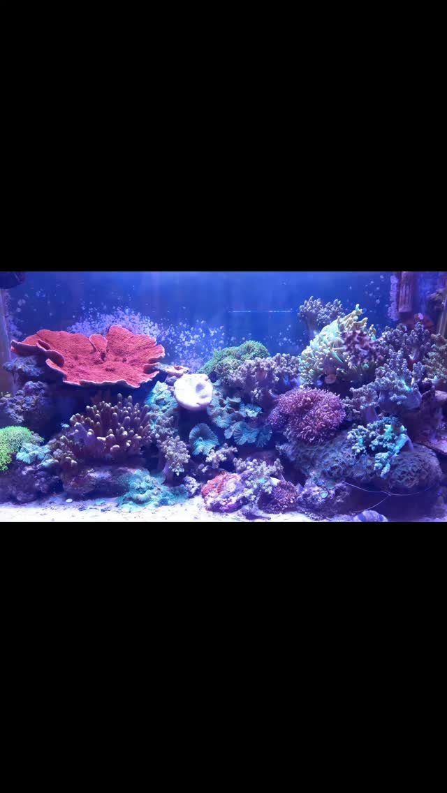 Vasca di Sergio 💙
Reef senza sump, solo passione, tecnica e pazienza e i nostri consigli 🤣
Quando l’equilibrio lo fai con le mani, non con i litri 🔥🪸
#reeftank
#reefitalia
#acquariomarino
#nosump
#minimalreef
reefaddict
saltwateraquarium
coralreef
reeflover
marino
acquariofilia
reeflife
coralli
reefcommunity
