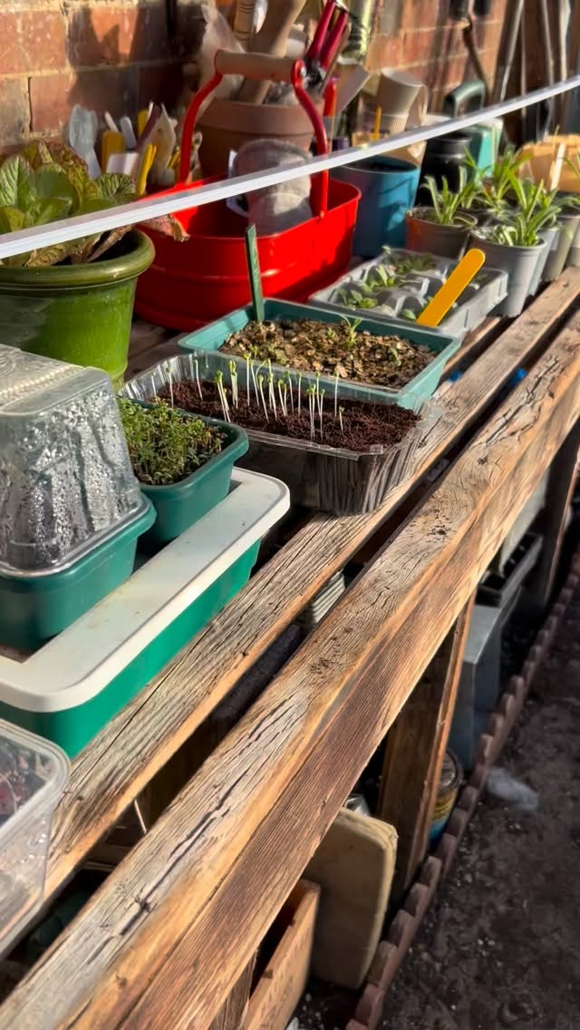 There are no January blues here thanks to @alitex_ with a gift of grow lights, I have a lot of growth on my greenhouse bench 🌱🌱🌱 The Pak Choi were sown inside which is why they were too tall and weak, the grow lights soon solved the problem and as you can see they are in leaf and greening up beautifully. Happy Monday everyone #grow #growlights #gardening #greenhouse