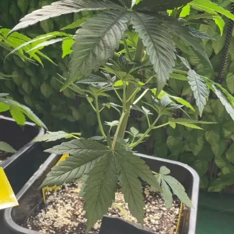 Wochen 2 - 7. Balkonanbau von einem Kushkiez-Mitglied, das anonym bleiben möchte -> jetzt Toni Makkaroni genannt
Snoop Dogg OG nur bei -->Kushkiez<--
@elo.rapmusik
@wun__two
.
.
.
.
.
#kushkiez #canna #plant #plantbased #plants #plantlover #plantlife #hemp #pflanzen #kiffer #homegrown #lotr #funnymeme #samen #seed #graffiti #cannabisculture #cannabiscommunity #ᴛʜᴄ #420 #hightimes #deutschland #csc #snoopdogg #berlin