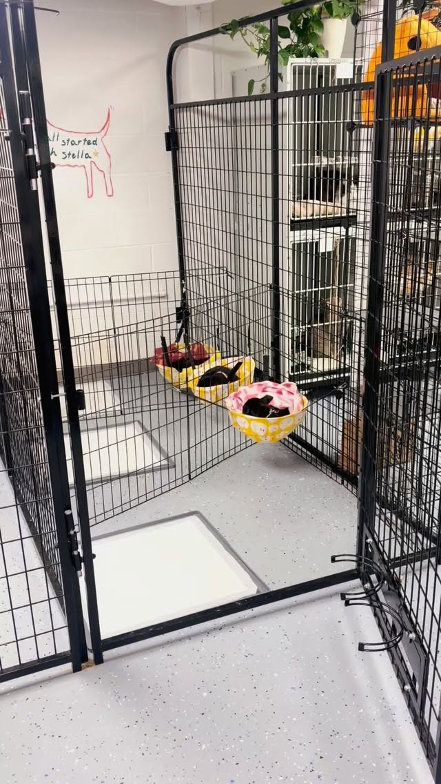 Not sponsored by @enohammocks but should be. I turned to @tiktok last week looking for puppy kennel setups and was let down. People say “puppies don’t want to be in their mess” and show a great setup for puppies that don’t want to be in their mess. These are not those puppies. Enrichment and expensive toys be damned. They want to 🐾 paint in 💩. Anyway, never underestimate the power of ADHD when applied to the right Profession. #pitbull #puppies #adhd #adoptdontshop #rescuedog