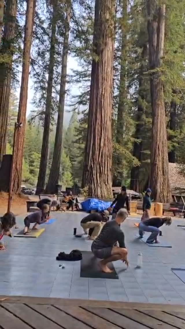 That time I got to teach in cold Northern Cali, under the Redwood trees while listening to the renowned @alessandropenezzi playing live for us!
The path of yoga has brought me some incredible moments and opportunities! New friends, new places, new ways of teaching to accommodate to the environment, new growth.
Teaching has definitely made me a better human in all aspects of my life. And that is why now, together with Laura, we offer teacher training and retreats to those searching for joyful ways to grow.
What a path! I am so very grateful for all of it!
#gratitude #yogateacher #yogaschool #investinyourself #northerncalifornia