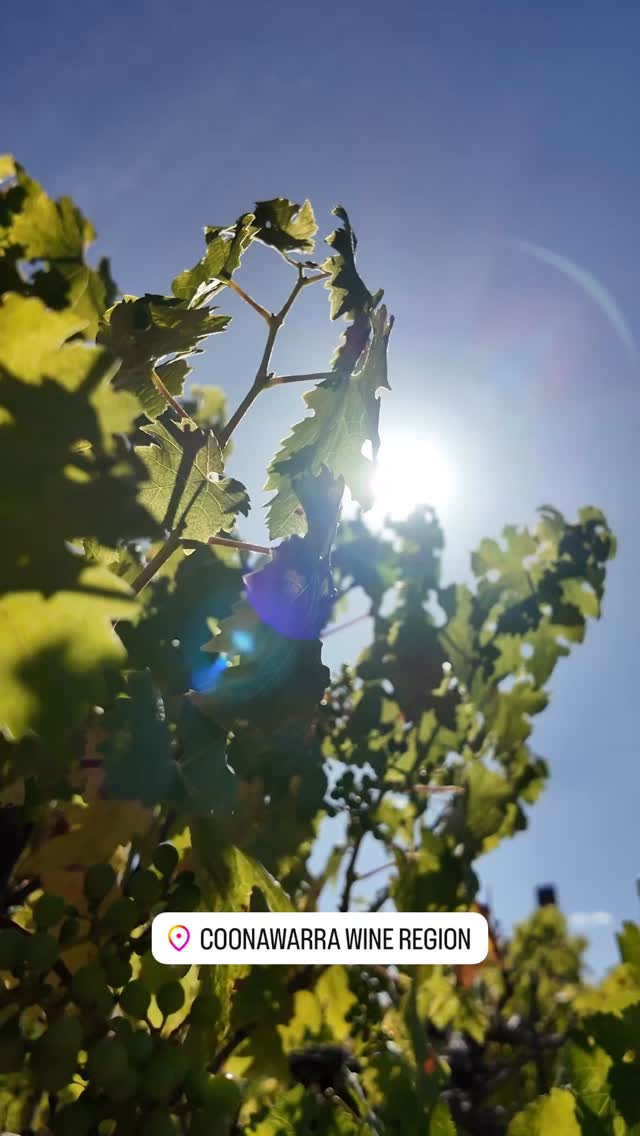 Beautiful summer mornings in Coonawarra…
#videoproduction #coonawarra #limestonecoast #video #film