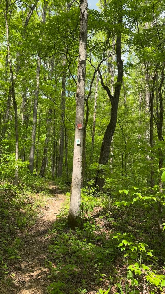 CATCH us… OUTSIDE in our HAPPY place 😊 the winding forest trails on the Ozark Trails, nothing better! 🎥 (Bluffs Trail Runs Course) 5.2.26